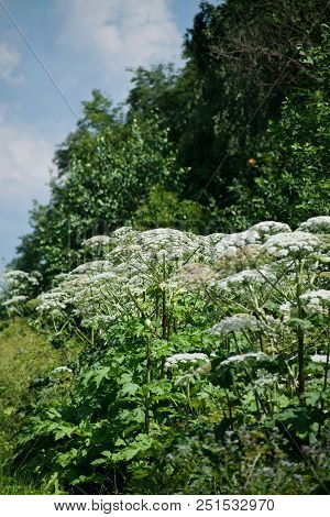 Cow Parsnip Or The Toxic Hogweed In Summer Sunny Day. Heracleum. Cow-bream.