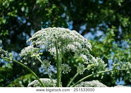 Cow Parsnip Or The Toxic Hogweed In Summer Sunny Day. Heracleum. Cow-bream.