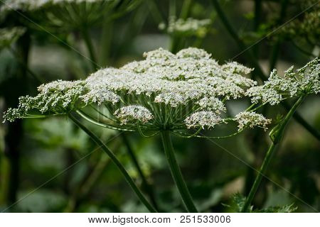 Cow Parsnip Or The Toxic Hogweed In Summer Sunny Day. Heracleum. Cow-bream.