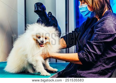 Pomeranian Dog On The Table For Grooming In Salon For Dogs. Toned Image. The Concept Of Popularizing