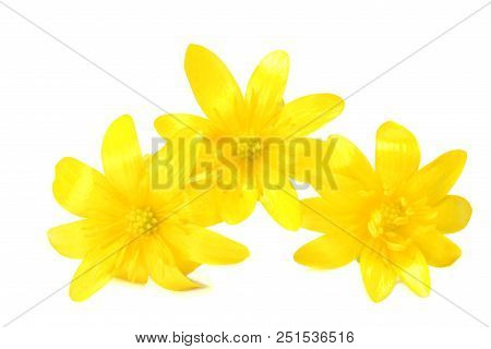 Forsythia Oleaceae Flowers Blossoms Isolated On White Background