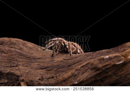 Chilean Rose Tarantula large backlit spider with lots of hairy detail