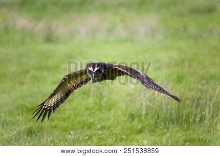 Malaysian wood owl in flight over meadows in evening light