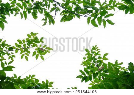 Tropical Tree Leaves With Branches On White Isolated Background For Green Foliage Backdrop