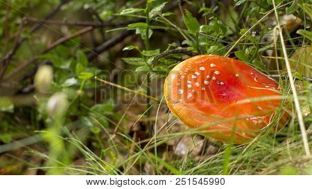 Amanita Muscaria Fly Agaric Red Mushrooms With White Spots In Grass.