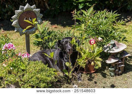 Dog Lies In Blazing Sun In The Garden Between Plants And Decoration