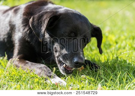 Black Dog Chews Chewing Bones Lying In The Grass - Close-up Of Dog Portrait