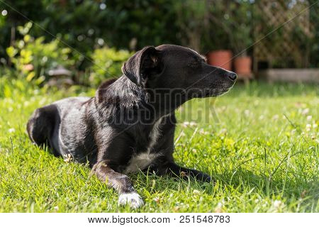 Black Dog Lies Relaxed With Closed Eyes In The Green Grass
