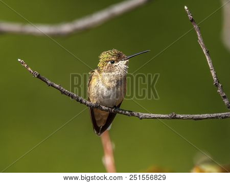 A Juvenile Broad-tailed Hummingbird Perches On A Twig On The Edge Of A Colorado Woodland.