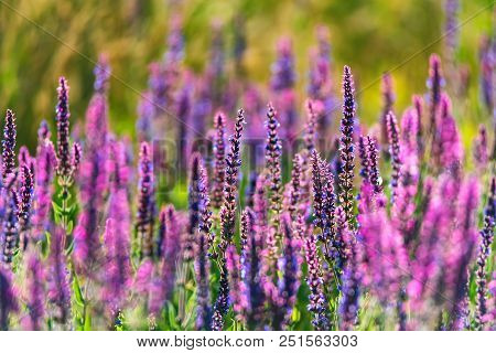 Fresh Purple Flowers Of Sage Or Salvia Divinorum On Meadow