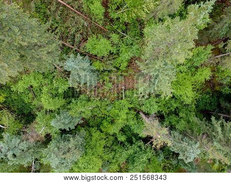 Top Down View Of Forest Trees In Spearfish Canyon South Dakota