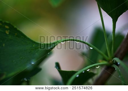 Reflection In Water Droplets On Young Leaves Of Ginkgo Biloba.