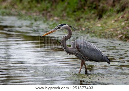 Great Blue Heron (ardea Herodias) Hunts For Fish In The Shallows Of A Pond.