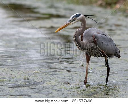 Great Blue Heron (ardea Herodias) Keeps An Eye Out For Fish As It Hunts In The Shallows Of A Pond. B