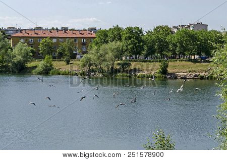 Group Pigeons, Dove Or Columba Livia With Variegated Feathers Fly Over The  Lake, District Drujba, S