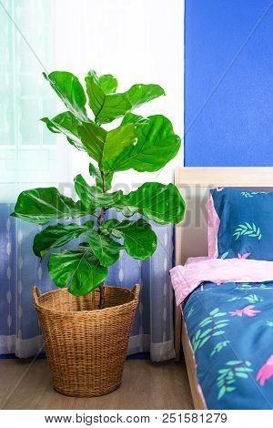 Fiddle Leaf Fig Tree In The Bedroom.
