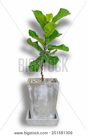 Potted Ficus Larata Or Fiddle Leaf Fig Tree Isolated On White Background.