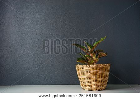 Aglaonema  Or Chinese Erergreen In Wicker Basket.
