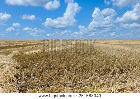 Ield After Harvesting Cereals In The Summer, Stubble