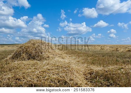 Ield After Harvesting Cereals In The Summer, Stubble