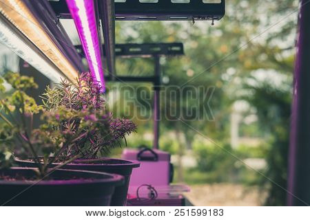 Plant Growing In Smart Indoor Farm With Artificial Led Light. Phyto Lamp For Seedling & Cultivation