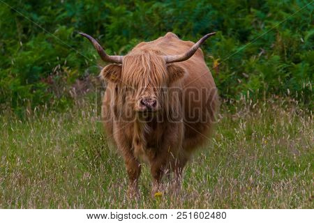 Highland Cattle And  Scottish Gaelic On A  Medow In Scottish Highlands