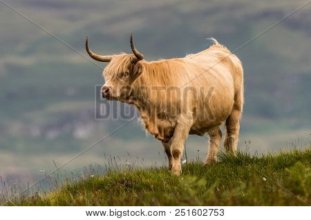 Highland Cattle And  Scottish Gaelic On A  Medow In Scottish Highlands