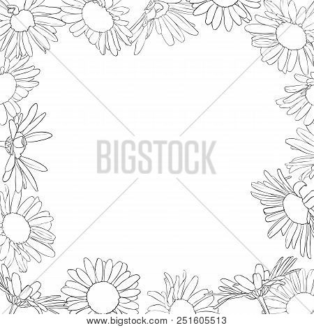 Vector Frame With Drawing Daisy Flowers, Floral Template, Hand Drawn Botanical Illustration