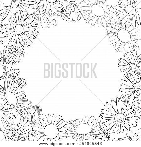 Vector Frame With Drawing Daisy Flowers, Floral Template, Hand Drawn Botanical Illustration