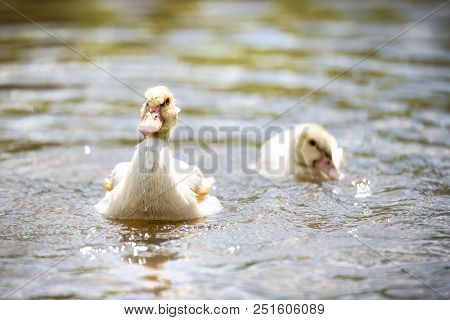 Two Baby Indodas Swim In The Pond On A Sunny Summer Day