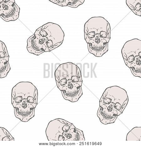 Seamless Pattern With Realistic Human Skulls On White Background. Backdrop With Dead Heads Or Headbo