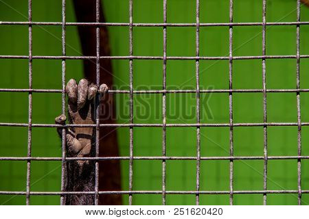 Animal Hand Behind Zoo Bars Is A Conceptual Photo Of Bondage
