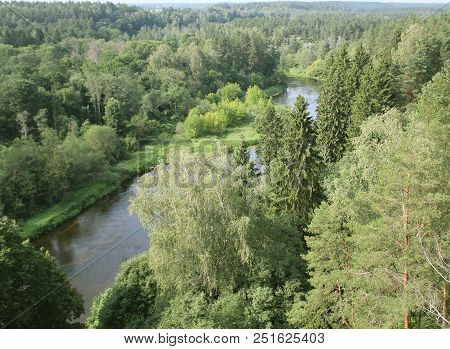 Landscape Of Forest With Old Trees And River .