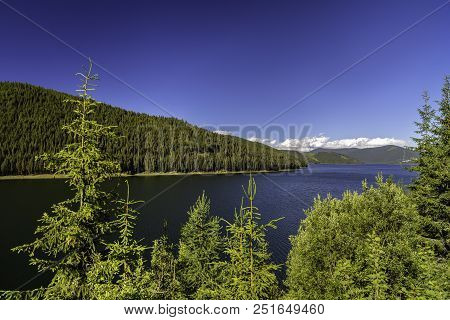 Asphalt Road Going Into The Mountains Through Pine Forests