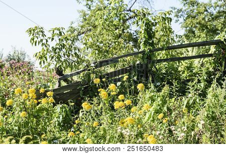 Old Fence In An Abandoned Blooming Garden