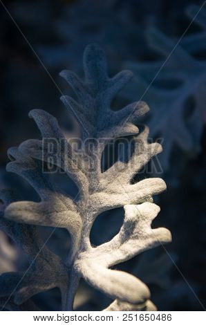 Cineraria Maritima Or Senecio Cineraria. Dusty Miller Plant Or Jacobaea Maritima. Silver Dust In The