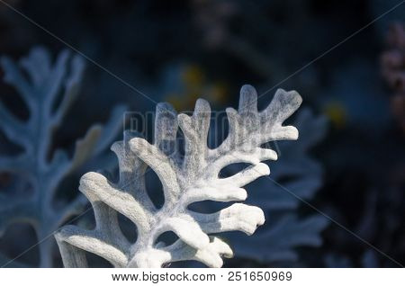 Cineraria Maritima Or Senecio Cineraria. Dusty Miller Plant Or Jacobaea Maritima. Silver Dust In The