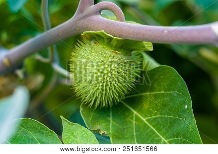 Devil's Trumpet, Datura Metel, In The Garden, Close Up.