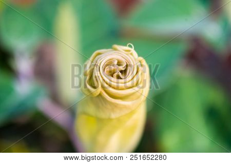 Devil's Trumpet, Datura Metel, In The Garden, Close Up.