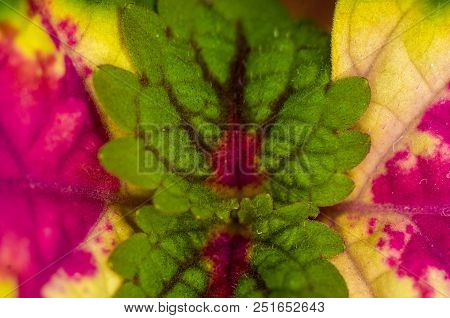 Red And Green Leaves Of The Coleus Plant, Plectranthus Scutellarioides, Close Up.
