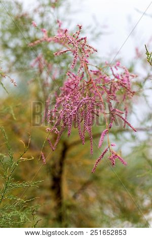 Incredibly Beautiful, With Delicate Pink Flowers, Tamarix Shrub. Soft Selective Focus