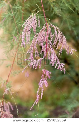 Incredibly Beautiful, With Delicate Pink Flowers, Tamarix Shrub. Soft Selective Focus