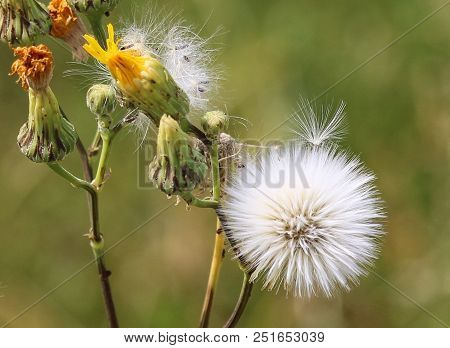 Puffy White Ball Of Yellow Hawksbeard Seeds