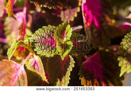 Red And Green Leaves Of The Coleus Plant, Plectranthus Scutellarioides, Close Up.