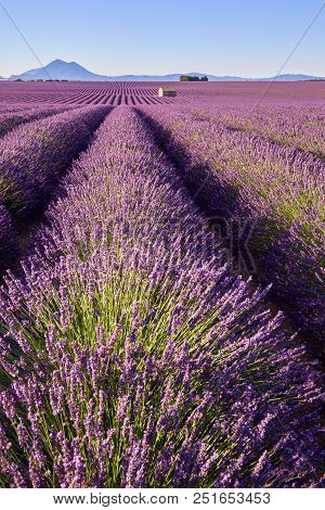 Lavender Fields Of Valensole With Stone House In Summer. Alpes De Haute Provence, Paca Region, Franc