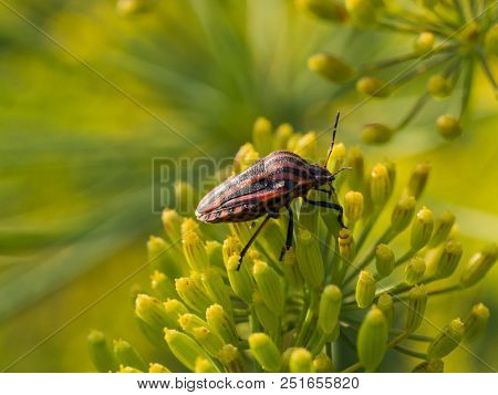 Black And Red Graphosoma Lineatum Bug Sitting On A Dill Plant