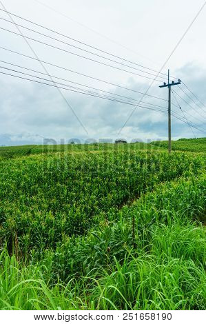 Electric Pole In A Field Of Green Corn In A Rainy Season.