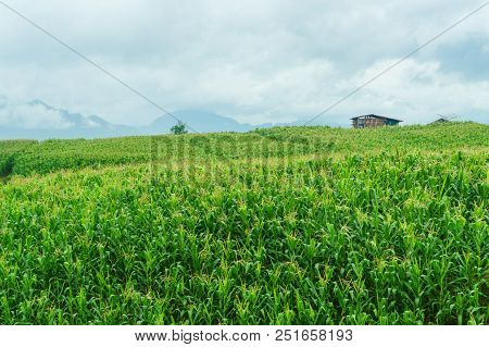 Electric Pole In A Field Of Green Corn In A Rainy Season.