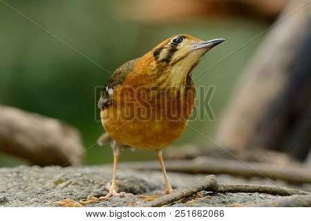 Beautiful Female Orange-headed Thrush (zoothera Citrina) In Thailand