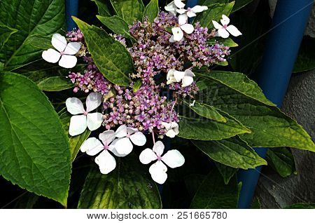 Close-up Photo Of White Flowers Hydrangea Serrata Plant